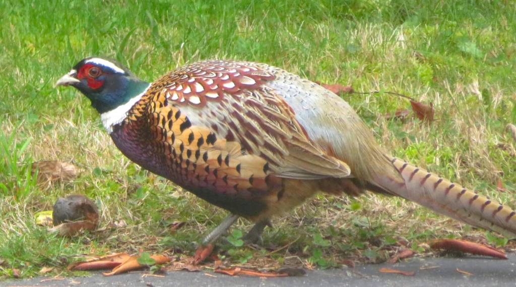 Lee Plett sent in this shot of ‘old friend’ Barney, a ring-necked pheasant who came into their yard to dine on apples dropped from their tree.